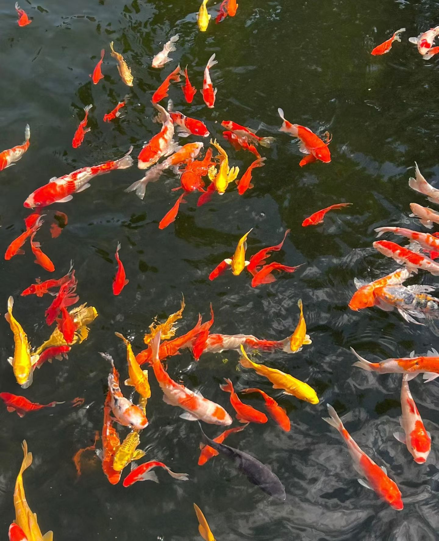 1.18 开始发圈！-炼金团队